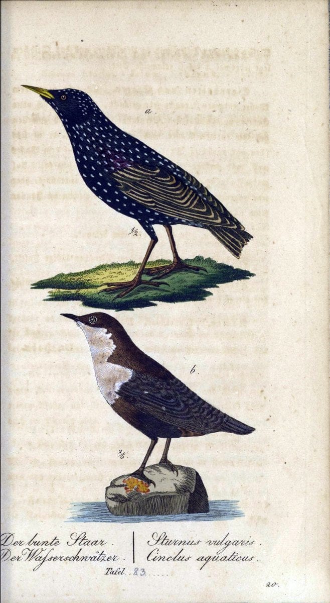 Deutschlands VoÌˆgel in Abbildungen nach der Natur mit Beschreibungen /.NuÃŒË†rnberg :in de | Birds Germany "Pictorial works"  | Vintage Print Reproduction 469154