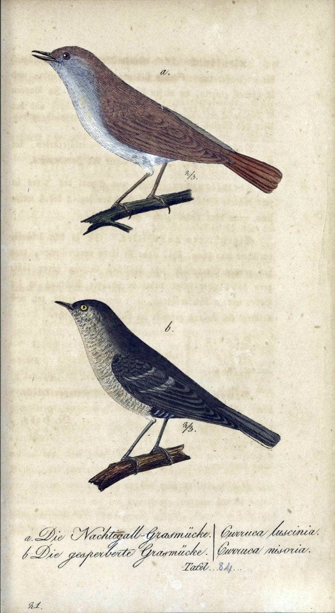 Deutschlands VoÌˆgel in Abbildungen nach der Natur mit Beschreibungen /.NuÃŒË†rnberg :in de | Birds Germany "Pictorial works"  | Vintage Print Reproduction 469155