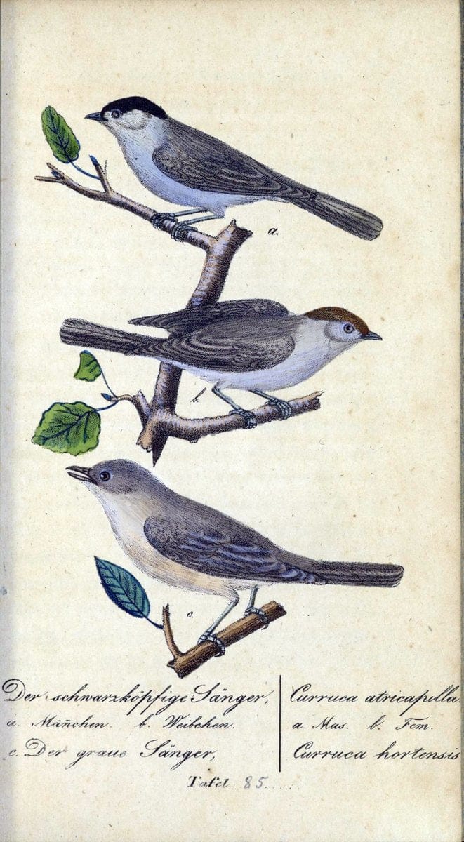 Deutschlands VoÌˆgel in Abbildungen nach der Natur mit Beschreibungen /.NuÃŒË†rnberg :in de | Birds Germany "Pictorial works"  | Vintage Print Reproduction 469156