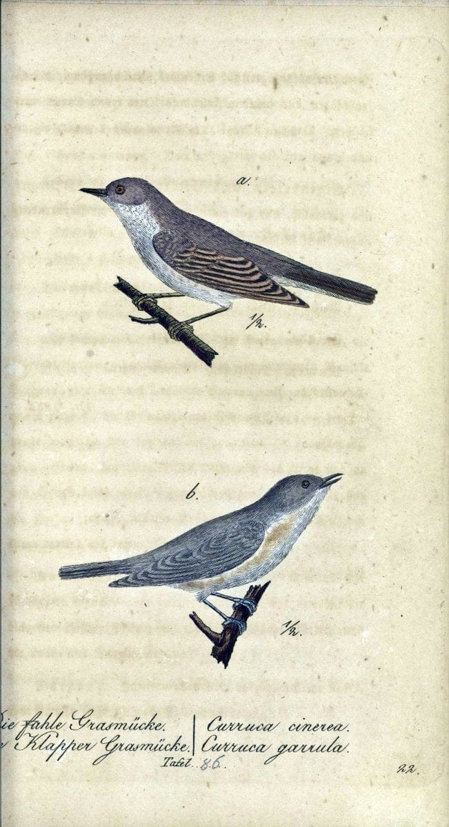 Deutschlands VoÌˆgel in Abbildungen nach der Natur mit Beschreibungen /.NuÃŒË†rnberg :in de | Birds Germany "Pictorial works"  | Vintage Print Reproduction 469157