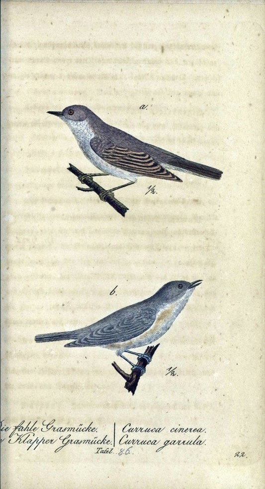 Deutschlands VoÌˆgel in Abbildungen nach der Natur mit Beschreibungen /.NuÃŒË†rnberg :in de | Birds Germany "Pictorial works"  | Vintage Print Reproduction 469157