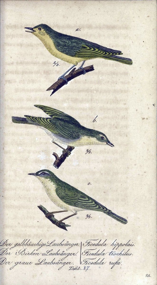 Deutschlands VoÌˆgel in Abbildungen nach der Natur mit Beschreibungen /.NuÃŒË†rnberg :in de | Birds Germany "Pictorial works"  | Vintage Print Reproduction 469158