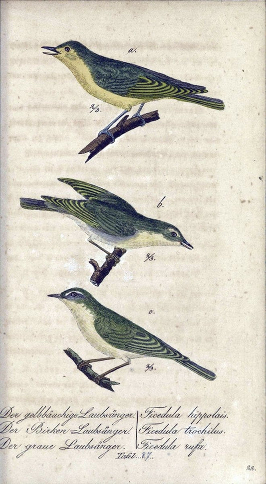 Deutschlands VoÌˆgel in Abbildungen nach der Natur mit Beschreibungen /.NuÃŒË†rnberg :in de | Birds Germany "Pictorial works"  | Vintage Print Reproduction 469158