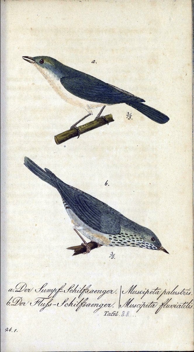 Deutschlands VoÌˆgel in Abbildungen nach der Natur mit Beschreibungen /.NuÃŒË†rnberg :in de | Birds Germany "Pictorial works"  | Vintage Print Reproduction 469159