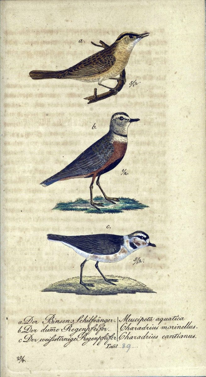 Deutschlands VoÌˆgel in Abbildungen nach der Natur mit Beschreibungen /.NuÃŒË†rnberg :in de | Birds Germany "Pictorial works"  | Vintage Print Reproduction 469160