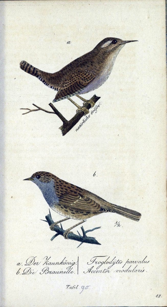 Deutschlands VoÌˆgel in Abbildungen nach der Natur mit Beschreibungen /.NuÃŒË†rnberg :in de | Birds Germany "Pictorial works"  | Vintage Print Reproduction 469161