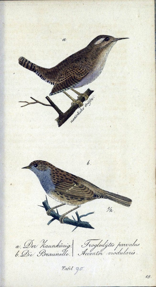 Deutschlands VoÌˆgel in Abbildungen nach der Natur mit Beschreibungen /.NuÃŒË†rnberg :in de | Birds Germany "Pictorial works"  | Vintage Print Reproduction 469161