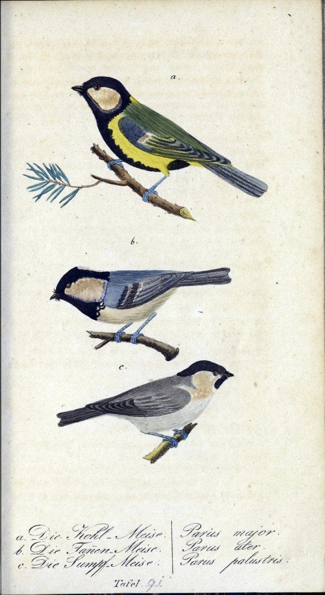 Deutschlands VoÌˆgel in Abbildungen nach der Natur mit Beschreibungen /.NuÃŒË†rnberg :in de | Birds Germany "Pictorial works"  | Vintage Print Reproduction 469162