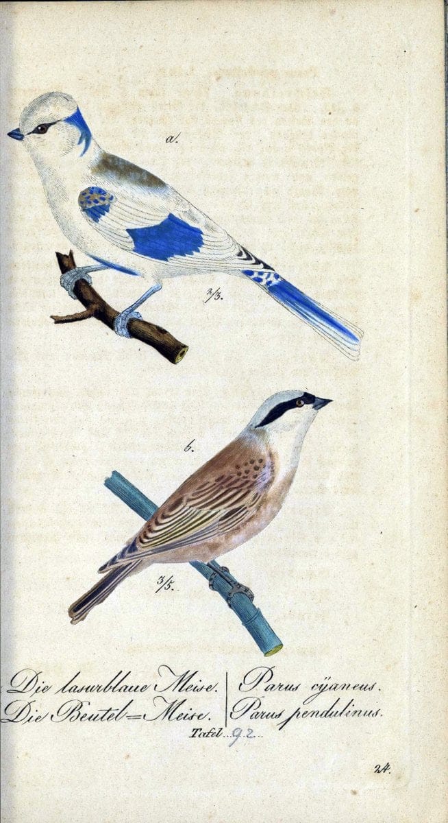 Deutschlands VoÌˆgel in Abbildungen nach der Natur mit Beschreibungen /.NuÃŒË†rnberg :in de | Birds Germany "Pictorial works"  | Vintage Print Reproduction 469163