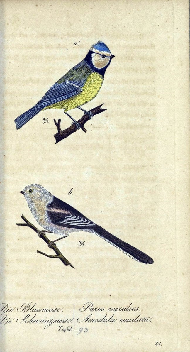 Deutschlands VoÌˆgel in Abbildungen nach der Natur mit Beschreibungen /.NuÃŒË†rnberg :in de | Birds Germany "Pictorial works"  | Vintage Print Reproduction 469164