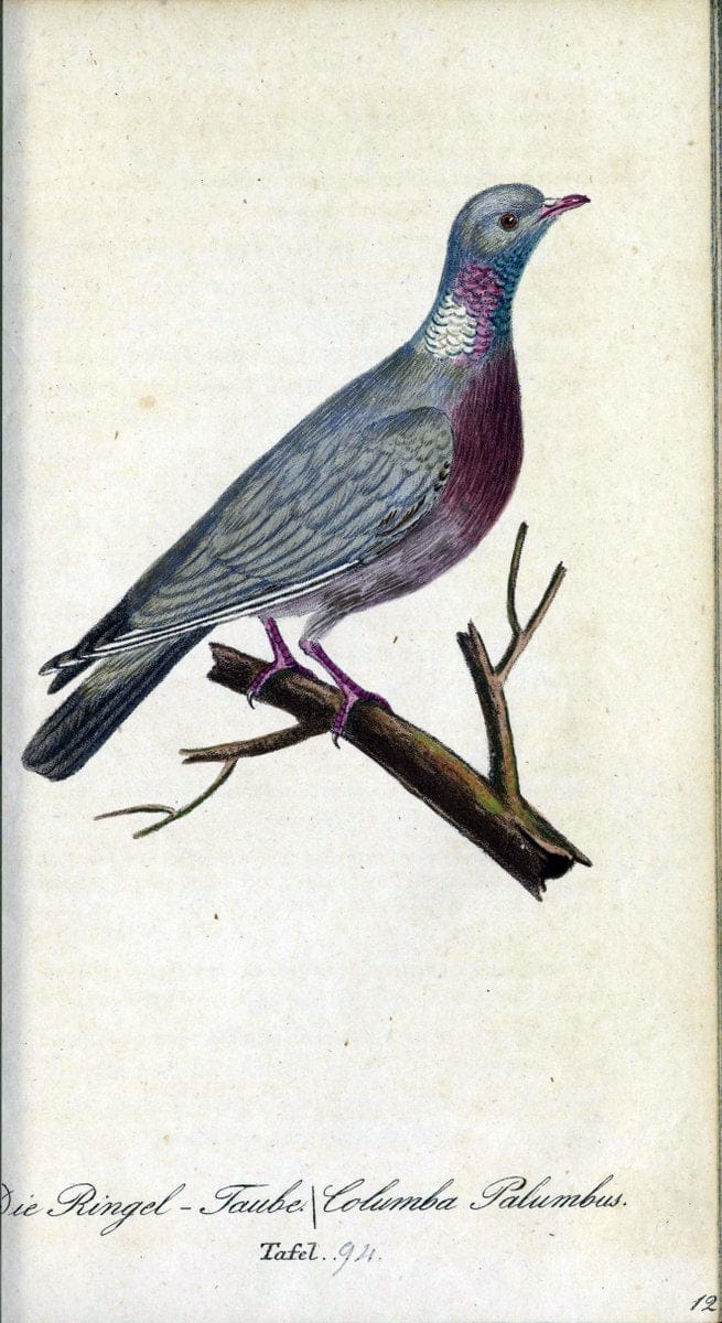 Deutschlands VoÌˆgel in Abbildungen nach der Natur mit Beschreibungen /.NuÃŒË†rnberg :in de | Birds Germany "Pictorial works"  | Vintage Print Reproduction 469165