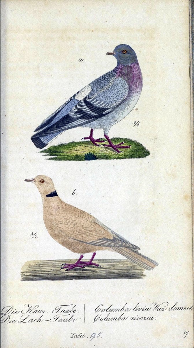 Deutschlands VoÌˆgel in Abbildungen nach der Natur mit Beschreibungen /.NuÃŒË†rnberg :in de | Birds Germany "Pictorial works"  | Vintage Print Reproduction 469166
