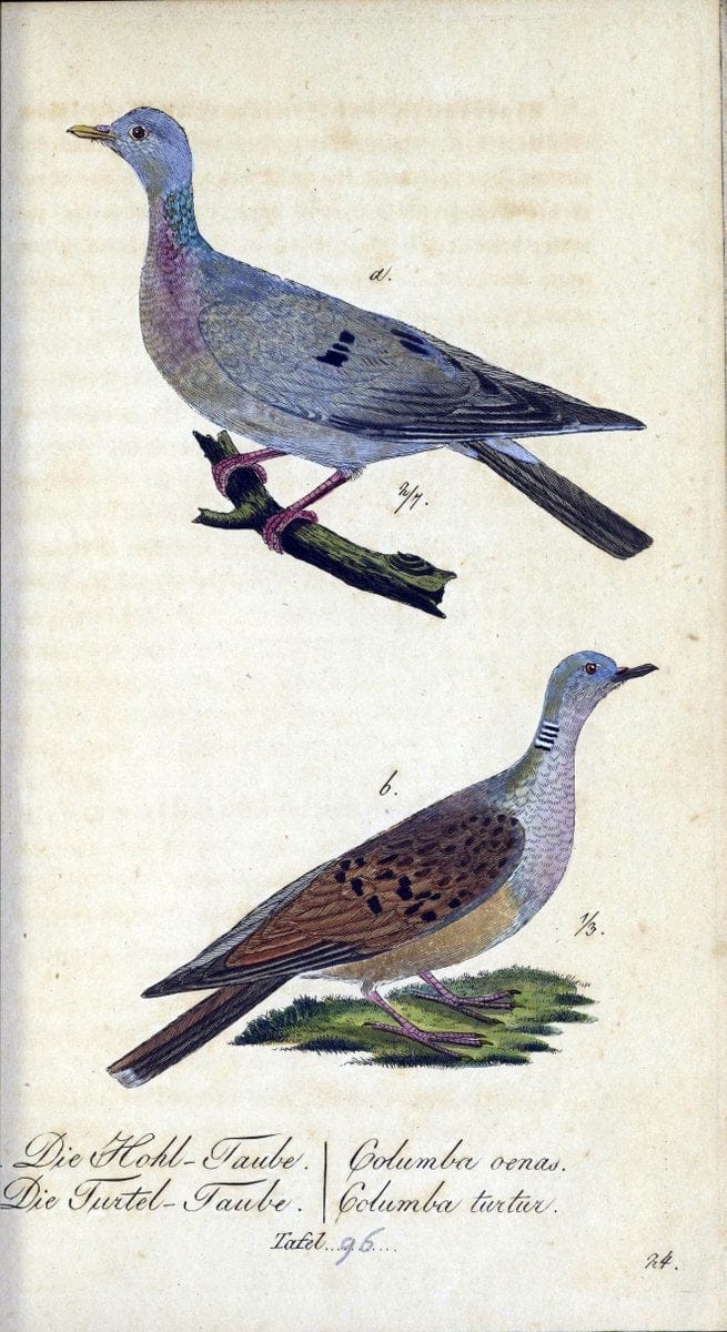 Deutschlands VoÌˆgel in Abbildungen nach der Natur mit Beschreibungen /.NuÃŒË†rnberg :in de | Birds Germany "Pictorial works"  | Vintage Print Reproduction 469167