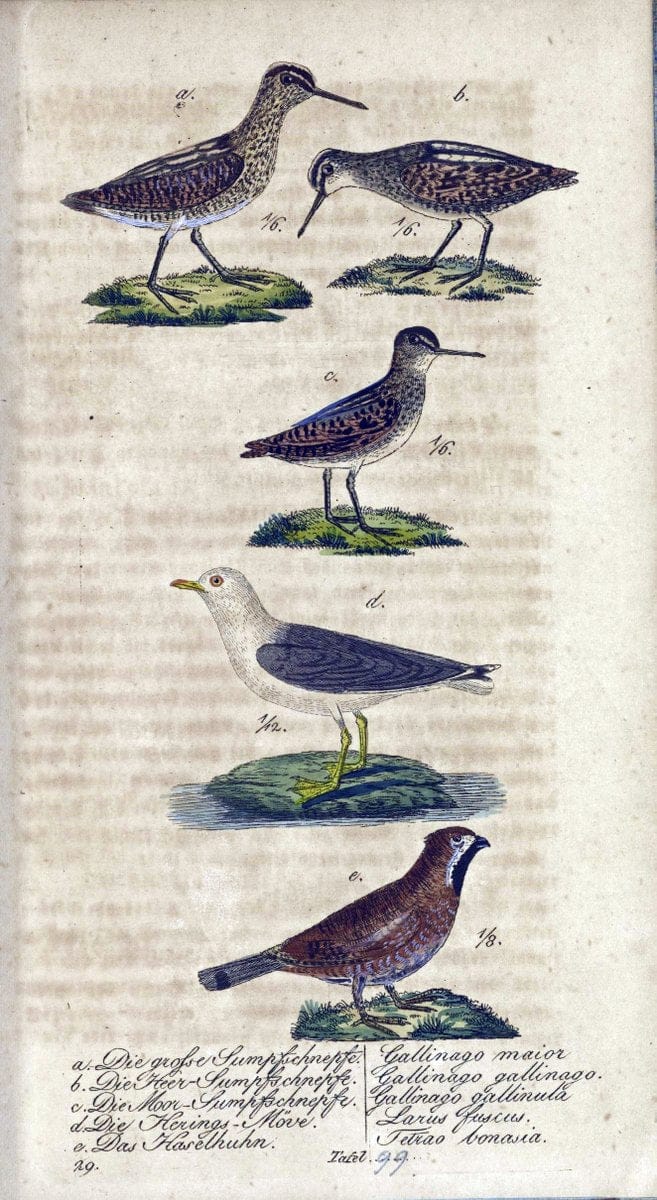 Deutschlands VoÌˆgel in Abbildungen nach der Natur mit Beschreibungen /.NuÃŒË†rnberg :in de | Birds Germany "Pictorial works"  | Vintage Print Reproduction 469168