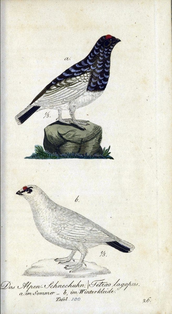 Deutschlands VoÌˆgel in Abbildungen nach der Natur mit Beschreibungen /.NuÃŒË†rnberg :in de | Birds Germany "Pictorial works"  | Vintage Print Reproduction 469169