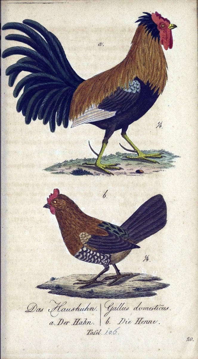 Deutschlands VoÌˆgel in Abbildungen nach der Natur mit Beschreibungen /.NuÃŒË†rnberg :in de | Birds Germany "Pictorial works"  | Vintage Print Reproduction 469170