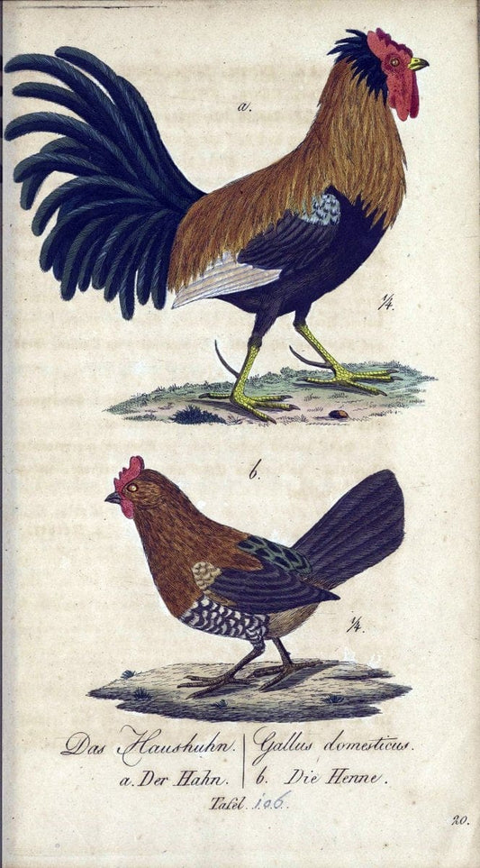 Deutschlands VoÌˆgel in Abbildungen nach der Natur mit Beschreibungen /.NuÃŒË†rnberg :in de | Birds Germany "Pictorial works"  | Vintage Print Reproduction 469170