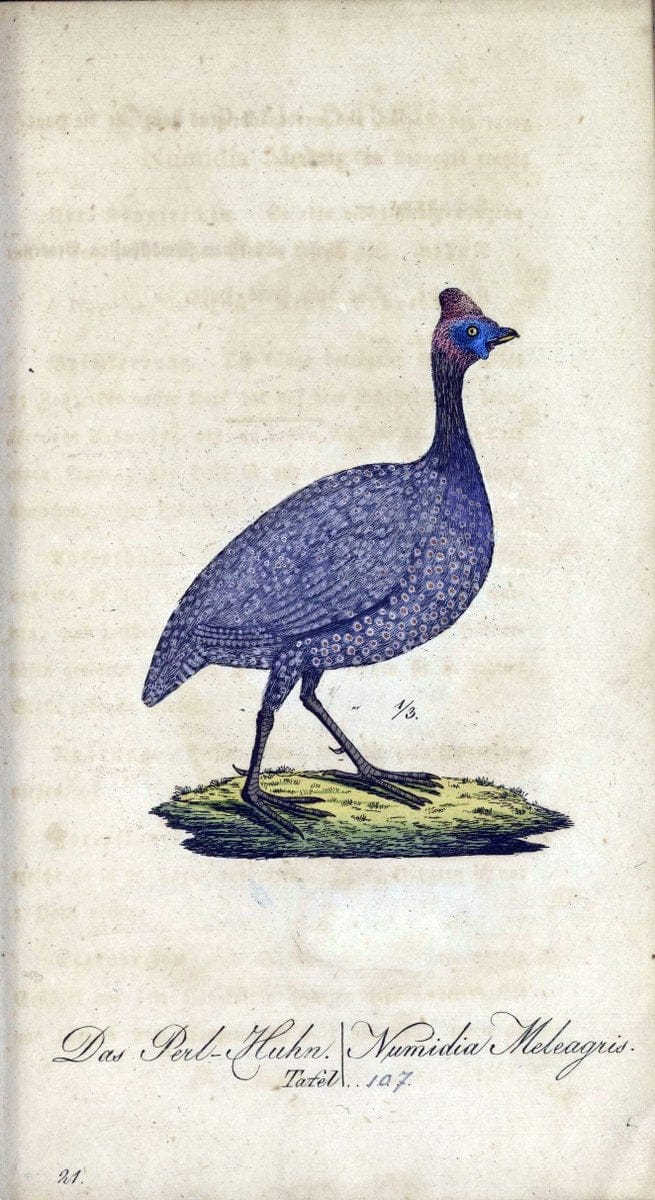 Deutschlands VoÌˆgel in Abbildungen nach der Natur mit Beschreibungen /.NuÃŒË†rnberg :in de | Birds Germany "Pictorial works"  | Vintage Print Reproduction 469171