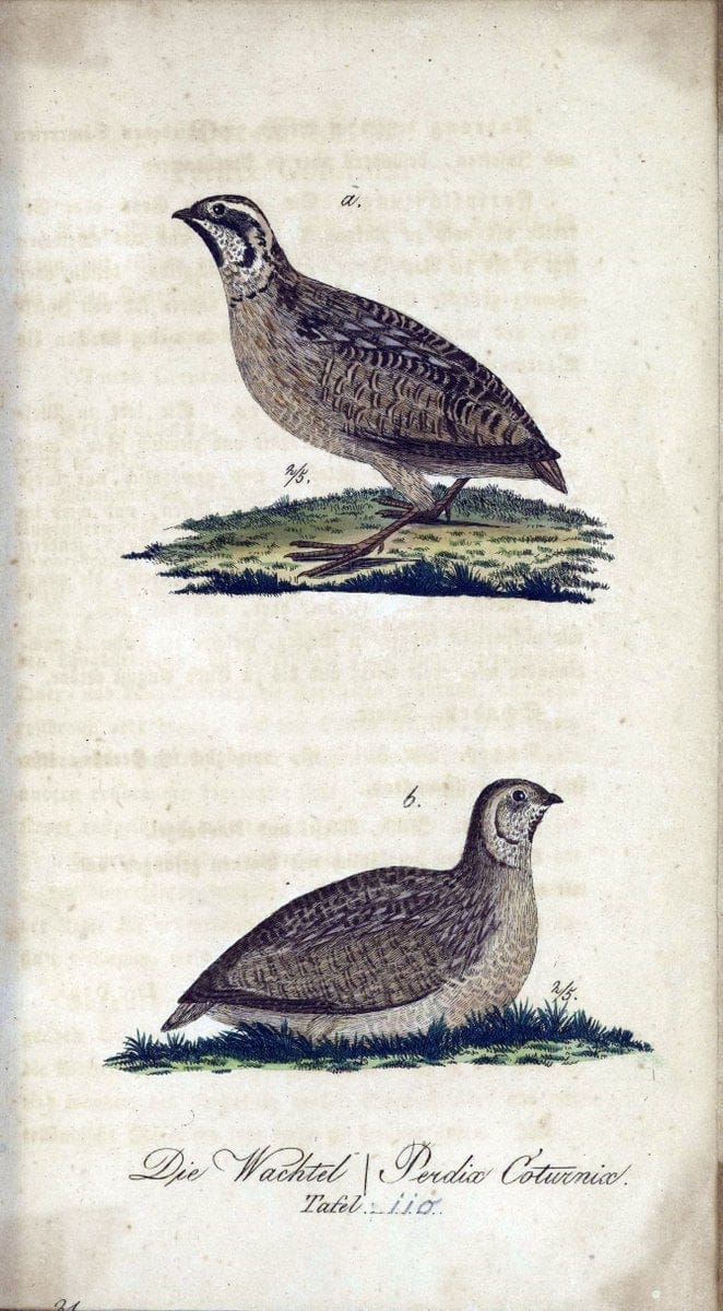 Deutschlands VoÌˆgel in Abbildungen nach der Natur mit Beschreibungen /.NuÃŒË†rnberg :in de | Birds Germany "Pictorial works"  | Vintage Print Reproduction 469172