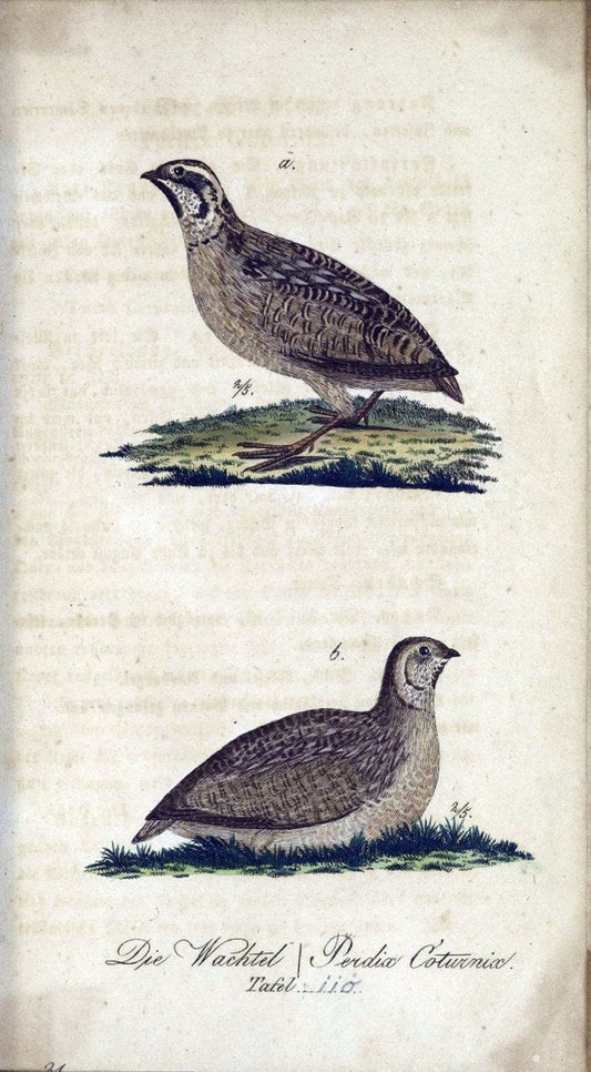 Deutschlands VoÌˆgel in Abbildungen nach der Natur mit Beschreibungen /.NuÃŒË†rnberg :in de | Birds Germany "Pictorial works"  | Vintage Print Reproduction 469172