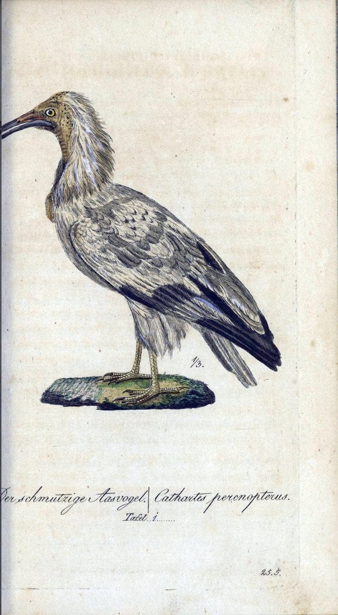 Deutschlands VoÌˆgel in Abbildungen nach der Natur mit Beschreibungen /.NuÃŒË†rnberg :in de | Birds Germany "Pictorial works"  | Vintage Print Reproduction 469173