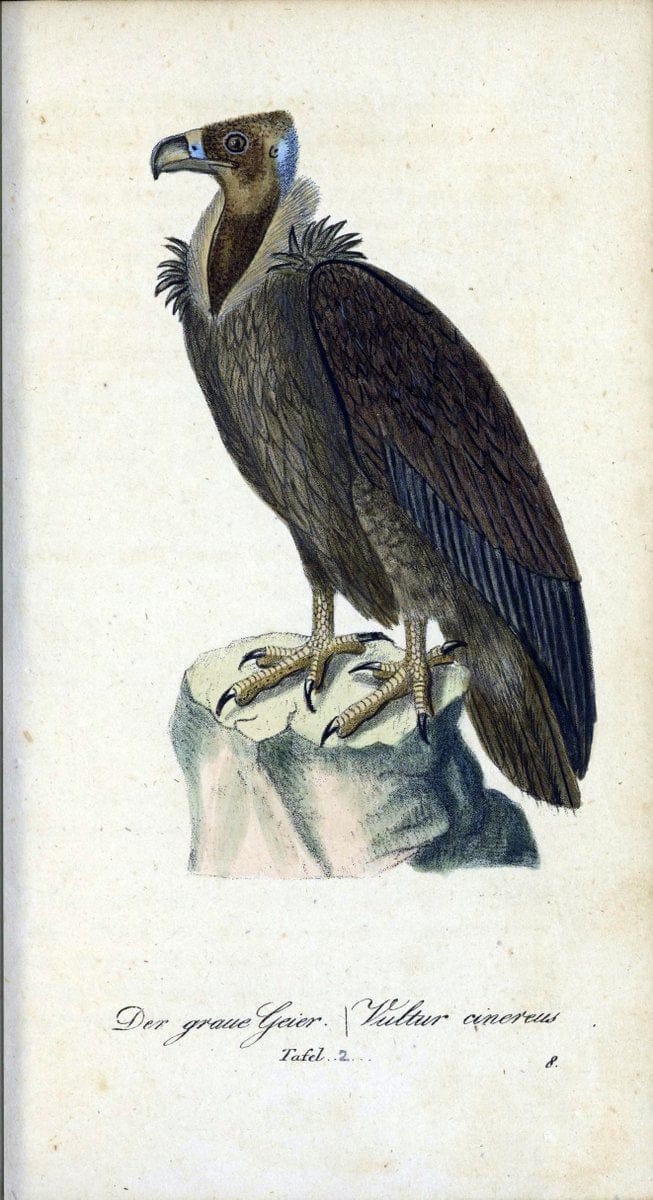 Deutschlands VoÌˆgel in Abbildungen nach der Natur mit Beschreibungen /.NuÃŒË†rnberg :in de | Birds Germany "Pictorial works"  | Vintage Print Reproduction 469174