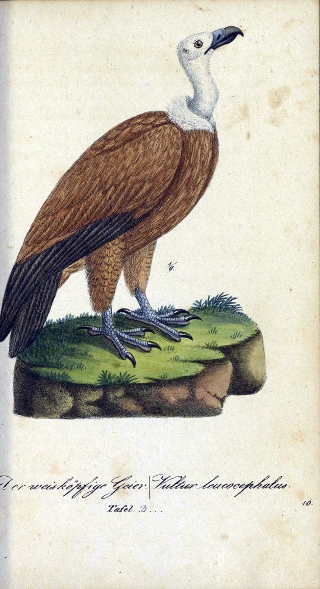 Deutschlands VoÌˆgel in Abbildungen nach der Natur mit Beschreibungen /.NuÃŒË†rnberg :in de | Birds Germany "Pictorial works"  | Vintage Print Reproduction 469175