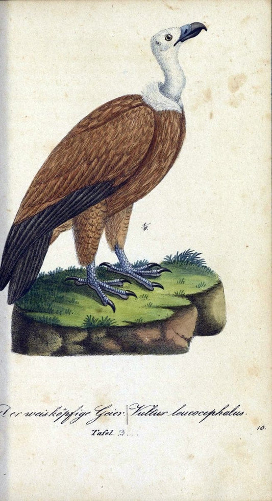Deutschlands VoÌˆgel in Abbildungen nach der Natur mit Beschreibungen /.NuÃŒË†rnberg :in de | Birds Germany "Pictorial works"  | Vintage Print Reproduction 469175