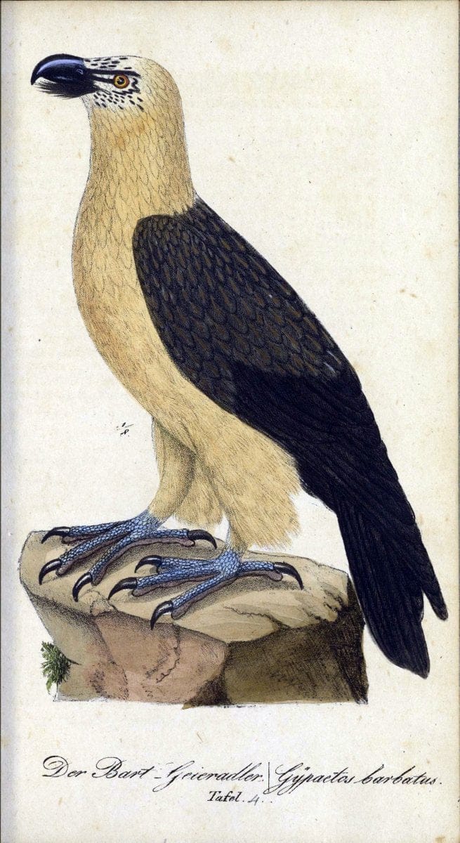 Deutschlands VoÌˆgel in Abbildungen nach der Natur mit Beschreibungen /.NuÃŒË†rnberg :in de | Birds Germany "Pictorial works"  | Vintage Print Reproduction 469176