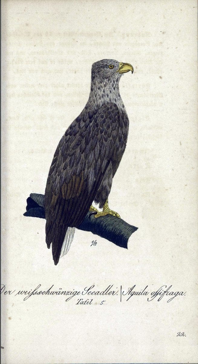Deutschlands VoÌˆgel in Abbildungen nach der Natur mit Beschreibungen /.NuÃŒË†rnberg :in de | Birds Germany "Pictorial works"  | Vintage Print Reproduction 469177