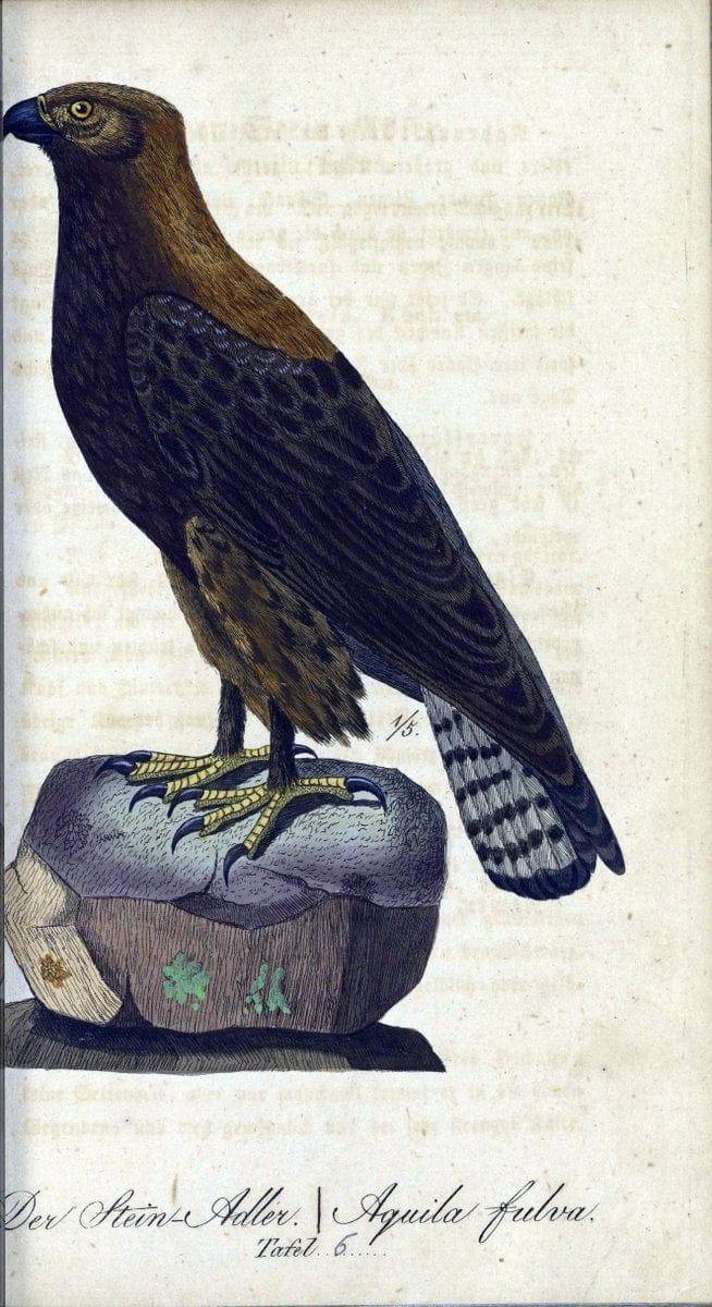 Deutschlands VoÌˆgel in Abbildungen nach der Natur mit Beschreibungen /.NuÃŒË†rnberg :in de | Birds Germany "Pictorial works"  | Vintage Print Reproduction 469178