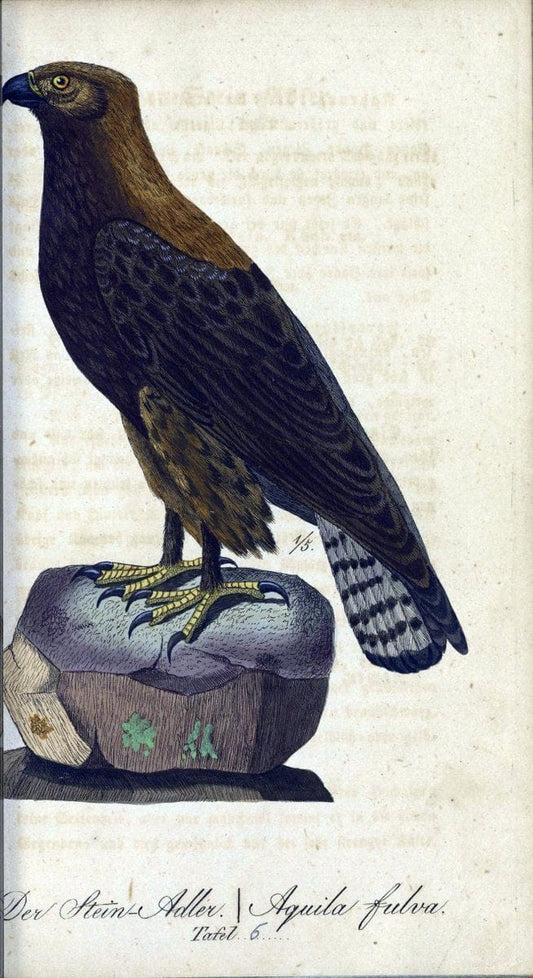 Deutschlands VoÌˆgel in Abbildungen nach der Natur mit Beschreibungen /.NuÃŒË†rnberg :in de | Birds Germany "Pictorial works"  | Vintage Print Reproduction 469178