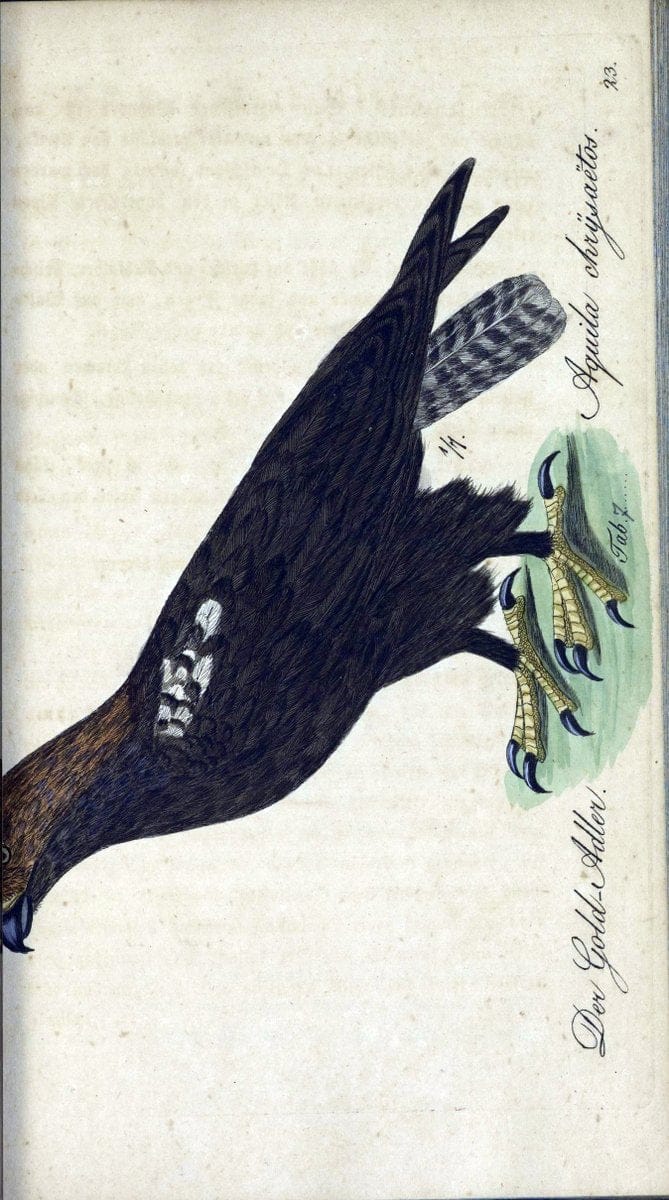 Deutschlands VoÌˆgel in Abbildungen nach der Natur mit Beschreibungen /.NuÃŒË†rnberg :in de | Birds Germany "Pictorial works"  | Vintage Print Reproduction 469179