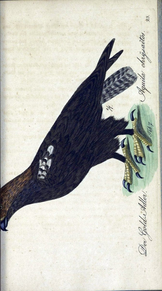 Deutschlands VoÌˆgel in Abbildungen nach der Natur mit Beschreibungen /.NuÃŒË†rnberg :in de | Birds Germany "Pictorial works"  | Vintage Print Reproduction 469179