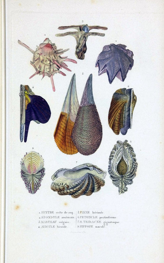 Dictionnaire classique des sciences naturelles :.Brussels :Meline, Cans et Ce.,1853.  | Dictionaries "Natural history" "Cornell University Library" | Vintage Print Reproduction 469181