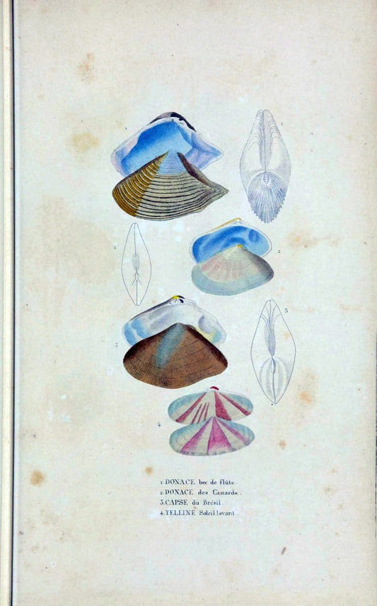 Dictionnaire classique des sciences naturelles :.Brussels :Meline, Cans et Ce.,1853.  | Dictionaries "Natural history" "Cornell University Library" | Vintage Print Reproduction 469182