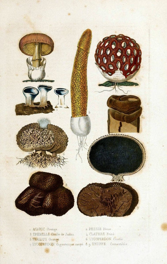 Dictionnaire classique des sciences naturelles :.Brussels :Meline, Cans et Ce.,1853.  | Dictionaries "Natural history"  | Vintage Print Reproduction 469183