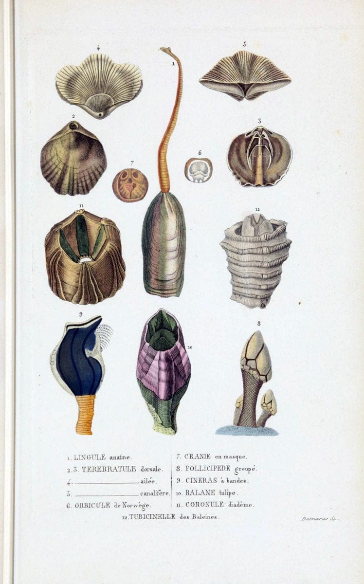 Dictionnaire classique des sciences naturelles :.Brussels :Meline, Cans et Ce.,1853.  | Dictionaries "Natural history" "Cornell University Library" | Vintage Print Reproduction 469185