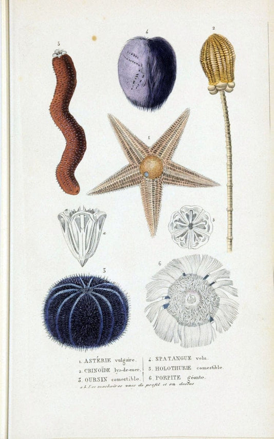 Dictionnaire classique des sciences naturelles :.Brussels :Meline, Cans et Ce.,1853.  | Dictionaries "Natural history" "Cornell University Library" | Vintage Print Reproduction 469187