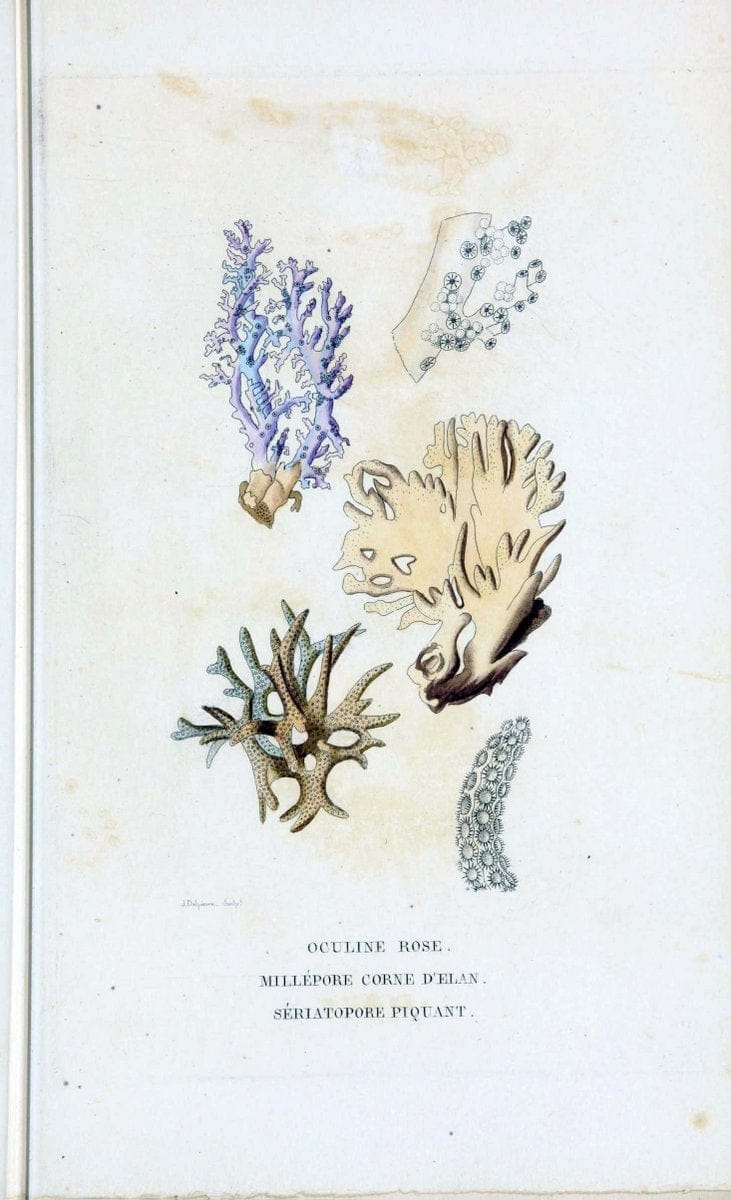 Dictionnaire classique des sciences naturelles :.Brussels :Meline, Cans et Ce.,1853.  | Dictionaries "Natural history" "Cornell University Library" | Vintage Print Reproduction 469190