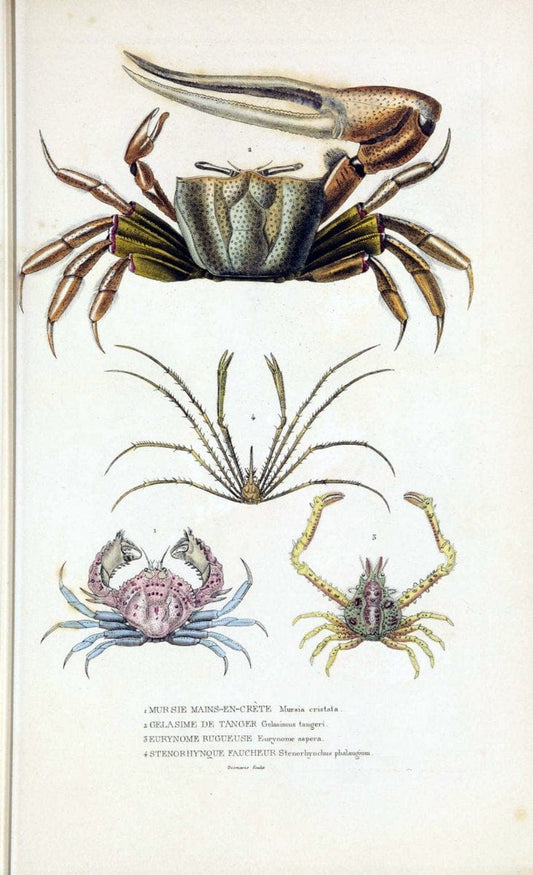Dictionnaire classique des sciences naturelles :.Brussels :Meline, Cans et Ce.,1853.  | Dictionaries "Natural history" "Cornell University Library" | Vintage Print Reproduction 469191