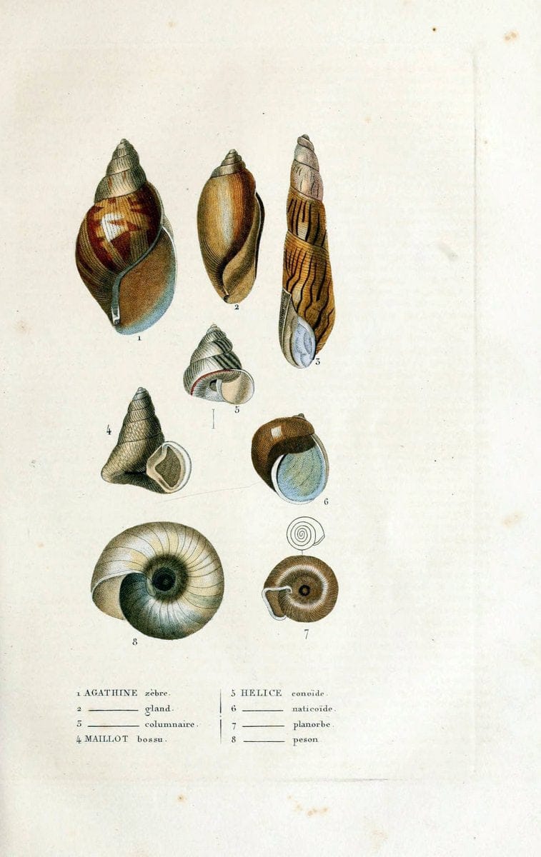 Dictionnaire classique des sciences naturelles :.Brussels :Meline, Cans et Ce.,1853.  | Dictionaries "Natural history"  | Vintage Print Reproduction 469192