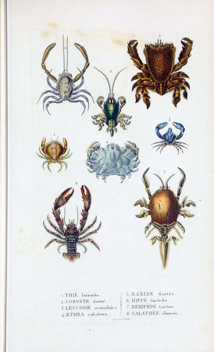 Dictionnaire classique des sciences naturelles :.Brussels :Meline, Cans et Ce.,1853.  | Dictionaries "Natural history" "Cornell University Library" | Vintage Print Reproduction 469193