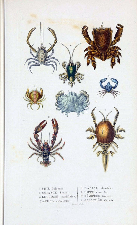 Dictionnaire classique des sciences naturelles :.Brussels :Meline, Cans et Ce.,1853.  | Dictionaries "Natural history" "Cornell University Library" | Vintage Print Reproduction 469193