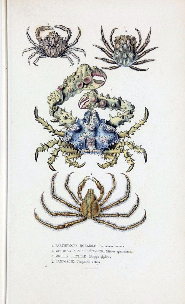 Dictionnaire classique des sciences naturelles :.Brussels :Meline, Cans et Ce.,1853.  | Dictionaries "Natural history" "Cornell University Library" | Vintage Print Reproduction 469194