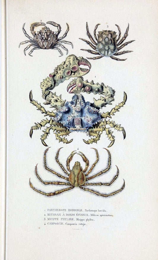 Dictionnaire classique des sciences naturelles :.Brussels :Meline, Cans et Ce.,1853.  | Dictionaries "Natural history" "Cornell University Library" | Vintage Print Reproduction 469194