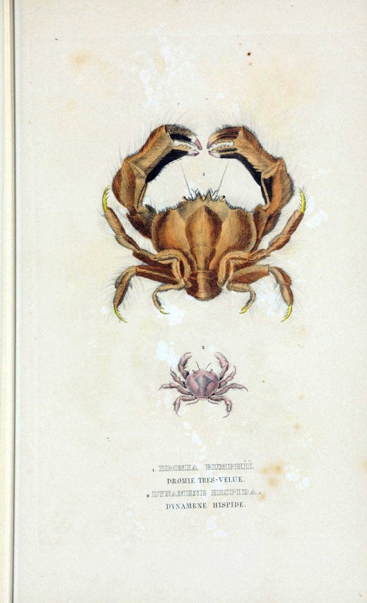 Dictionnaire classique des sciences naturelles :.Brussels :Meline, Cans et Ce.,1853.  | Dictionaries "Natural history" "Cornell University Library" | Vintage Print Reproduction 469195