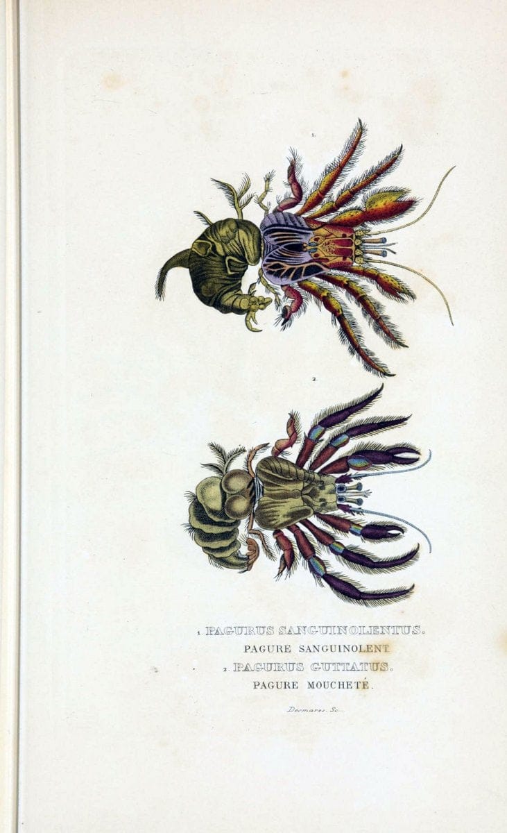 Dictionnaire classique des sciences naturelles :.Brussels :Meline, Cans et Ce.,1853.  | Dictionaries "Natural history" "Cornell University Library" | Vintage Print Reproduction 469196