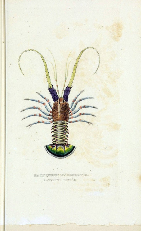 Dictionnaire classique des sciences naturelles :.Brussels :Meline, Cans et Ce.,1853.  | Dictionaries "Natural history" "Cornell University Library" | Vintage Print Reproduction 469197