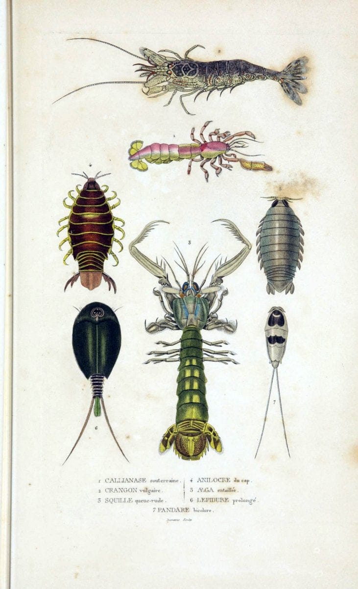 Dictionnaire classique des sciences naturelles :.Brussels :Meline, Cans et Ce.,1853.  | Dictionaries "Natural history" "Cornell University Library" | Vintage Print Reproduction 469198